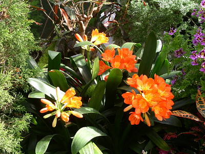 [Bright orange blooms in a clump at the top of the plant with long wide leaves. There are four clumps of blooms of which two are fully open.]